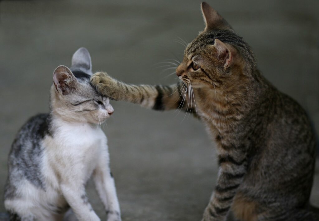the cat, two, play, catlike, animated, cute, funny, animated, funny, funny, funny, funny, funny-3737295.jpg