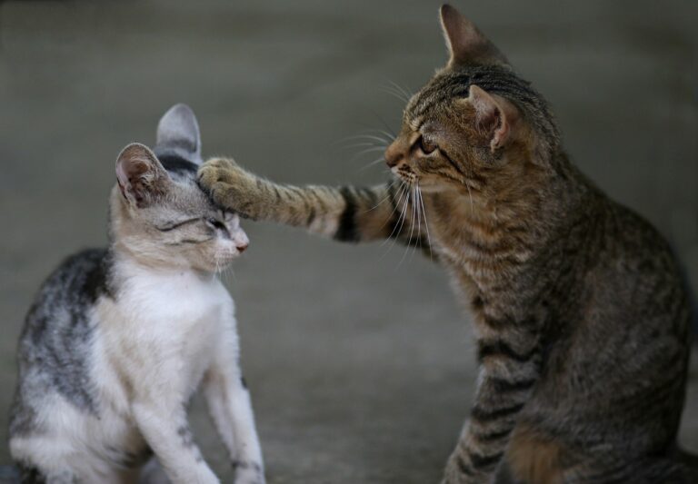 the cat, two, play, catlike, animated, cute, funny, animated, funny, funny, funny, funny, funny-3737295.jpg